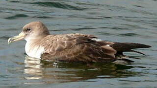 Cory's Shearwater