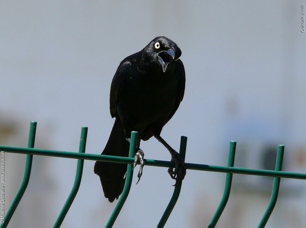 Carib Grackle male adult