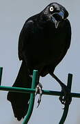 Carib Grackle