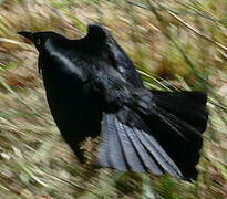 Carib Grackle