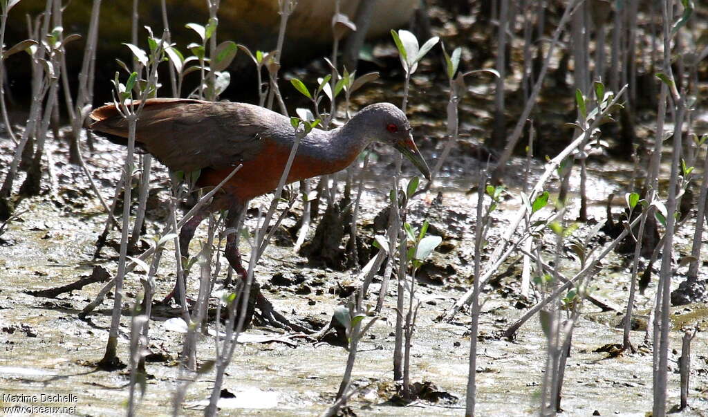 Râle des palétuviers, identification