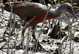 Little Wood Rail