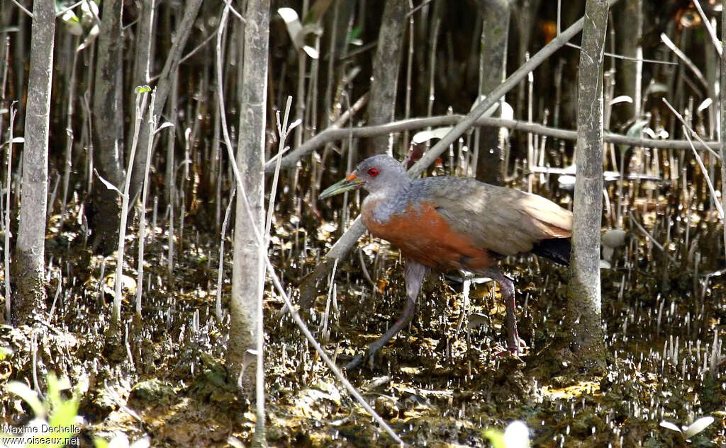 Râle des palétuviers, identification