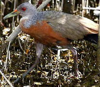 Little Wood Rail