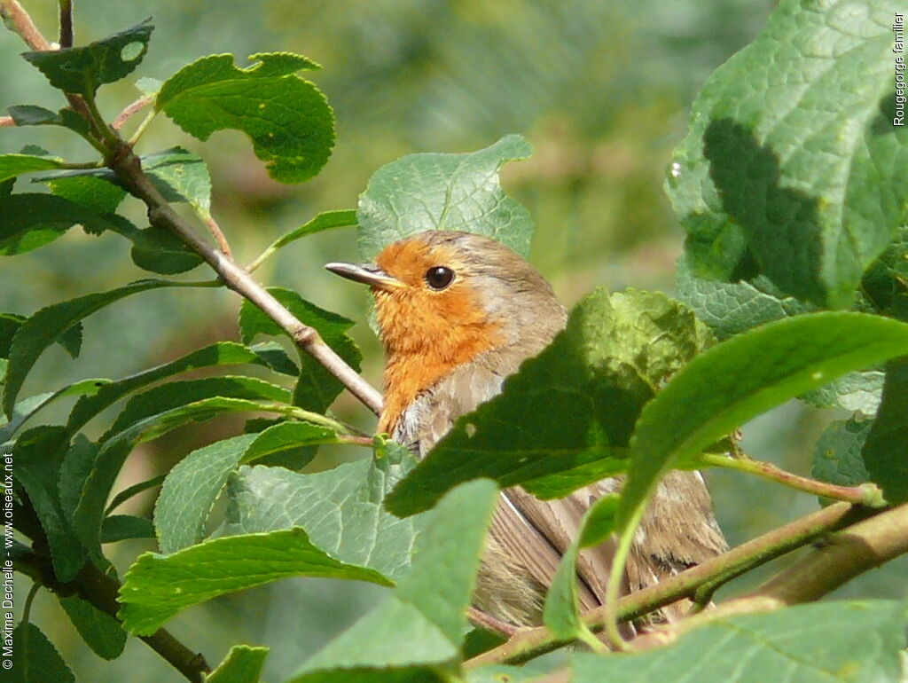 European Robin