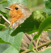 European Robin