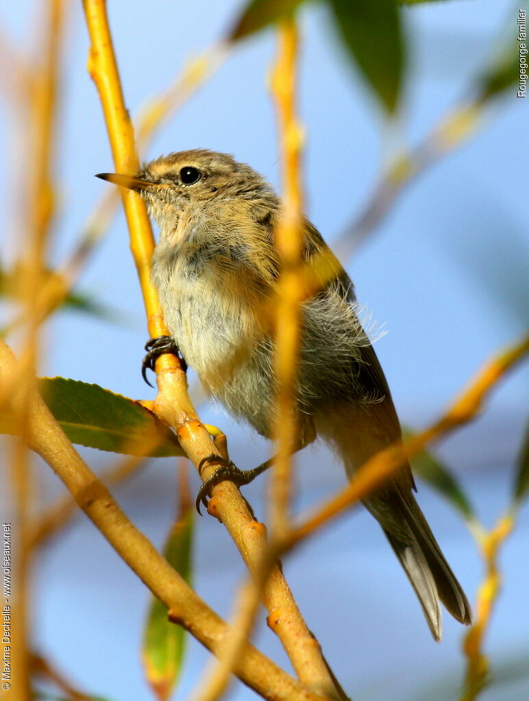 European Robinimmature