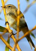 European Robin