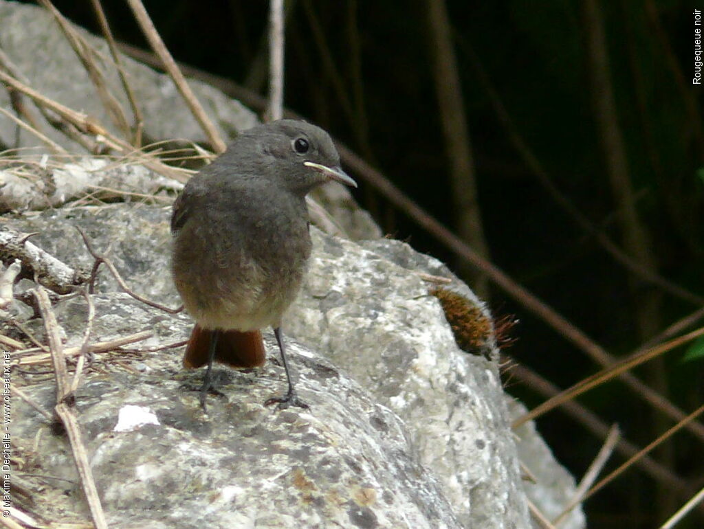 Black Redstart male adult