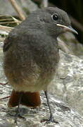 Black Redstart