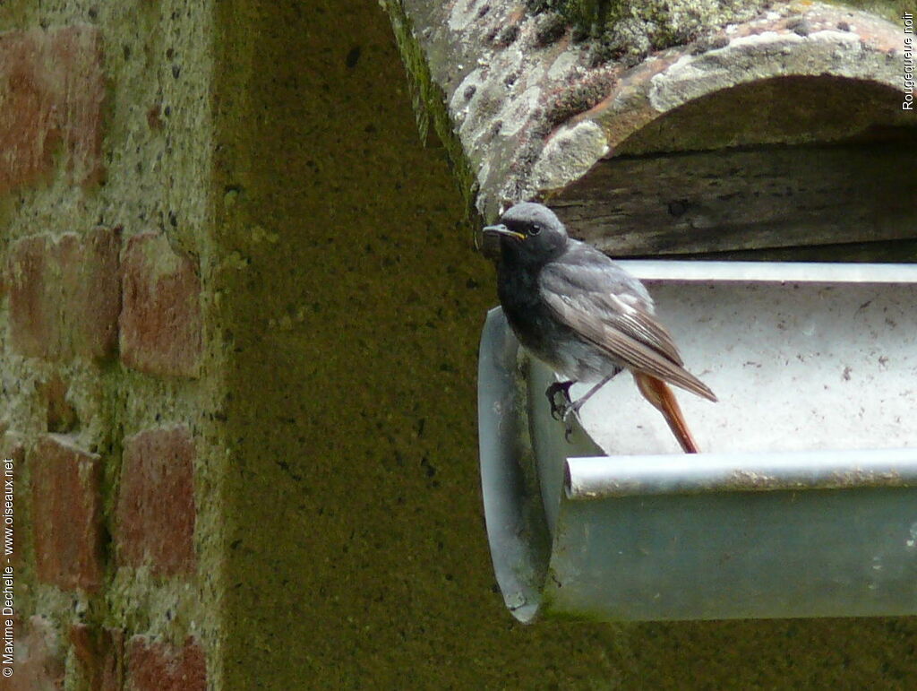 Black Redstart male adult