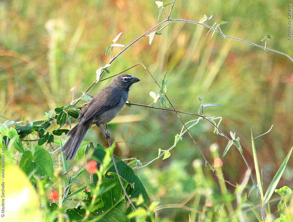 Olive-grey Saltator