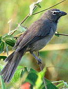 Olive-grey Saltator