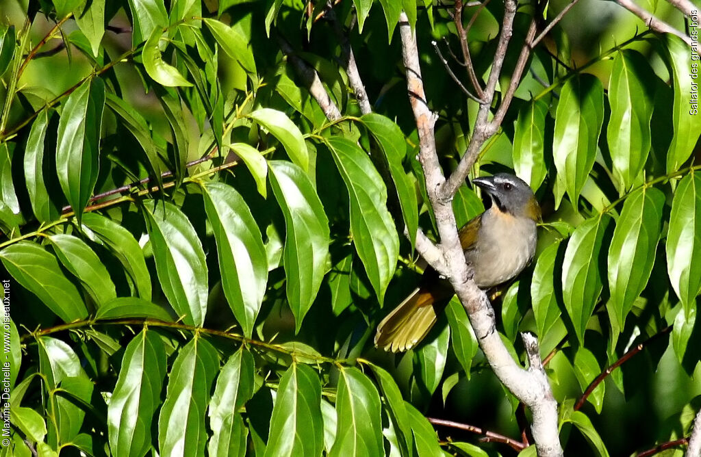 Buff-throated Saltatoradult, identification