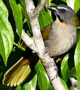 Buff-throated Saltator