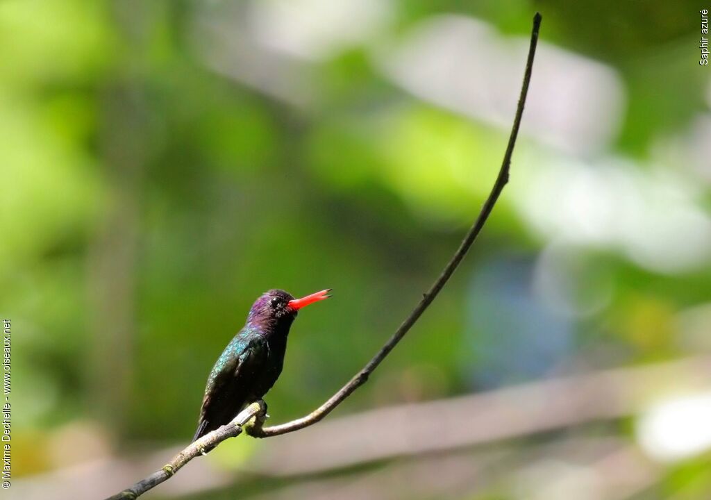 White-chinned Sapphire male adult