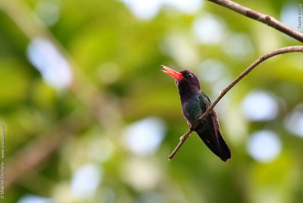 White-chinned Sapphire male adult, identification, song