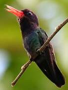 White-chinned Sapphire