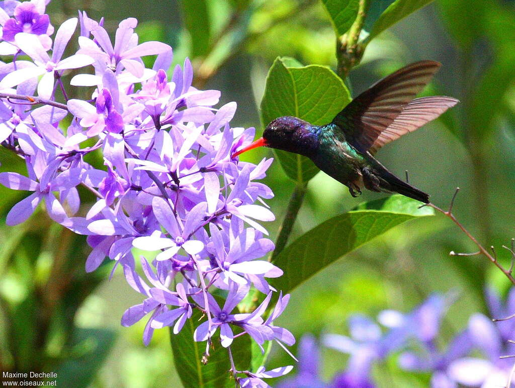 White-chinned Sapphire male adult post breeding, Flight, feeding habits