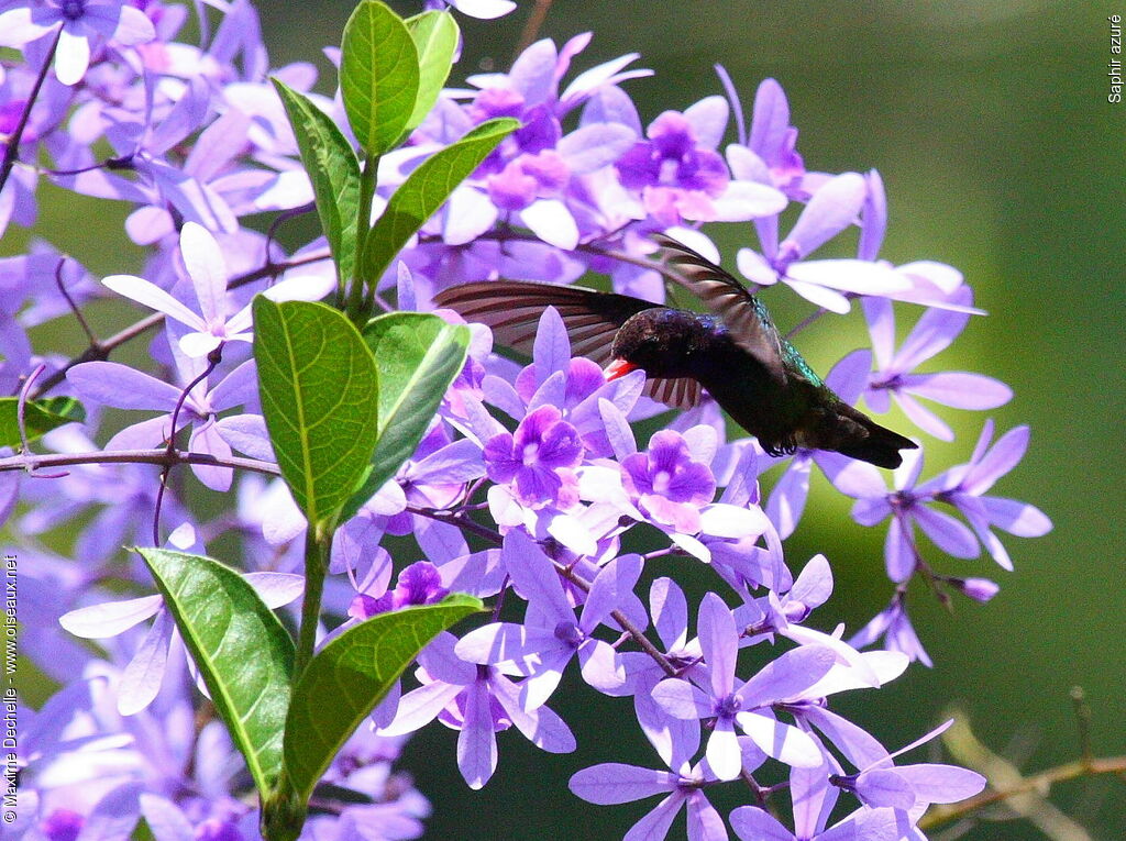 White-chinned Sapphire male adult