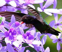 White-chinned Sapphire