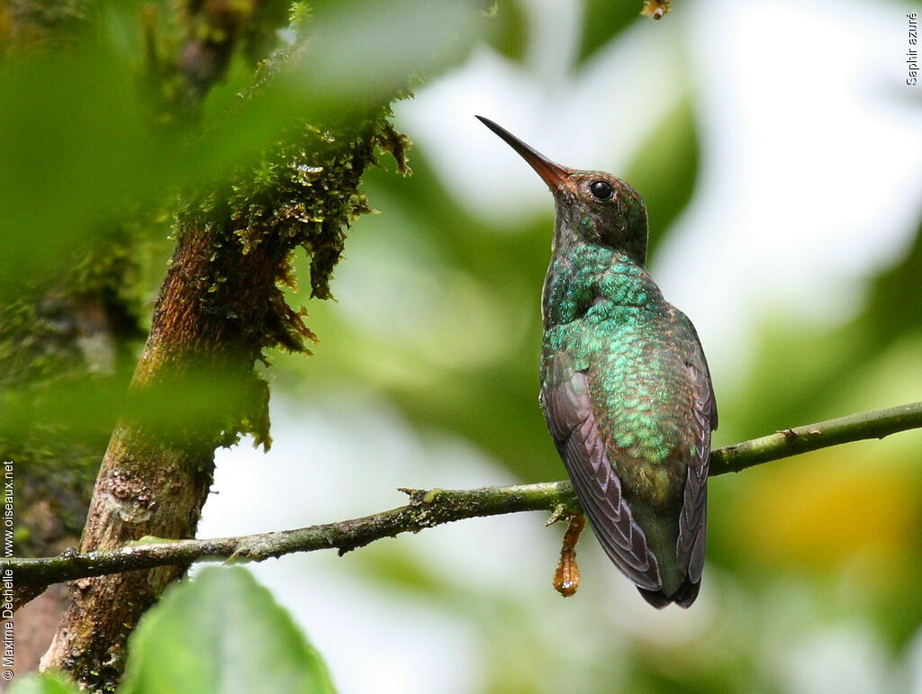 White-chinned Sapphire female adult, identification