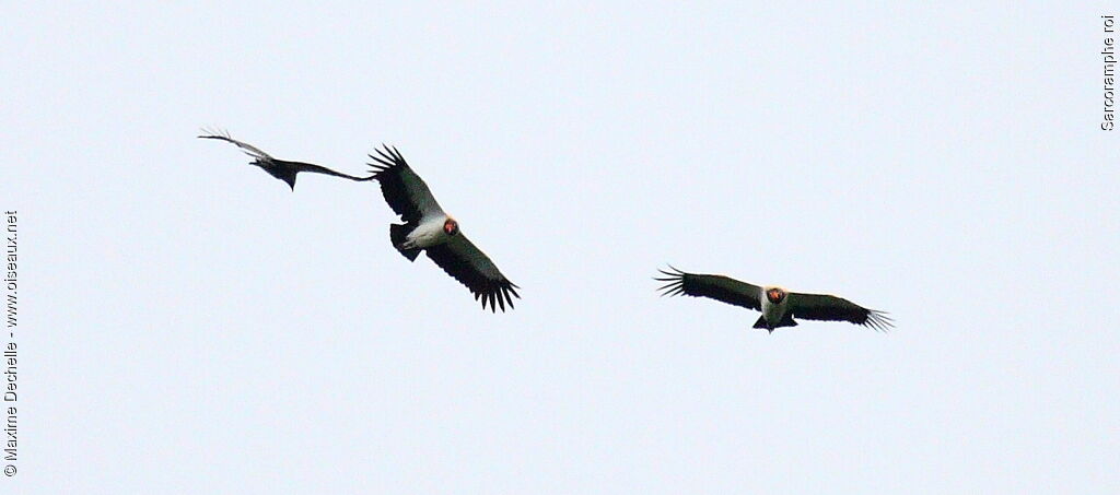 King Vulture, Behaviour