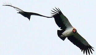 King Vulture