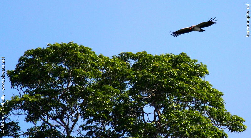 King Vulture, Flight