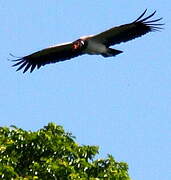 King Vulture