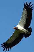 King Vulture