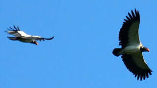 King Vulture