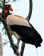 King Vulture