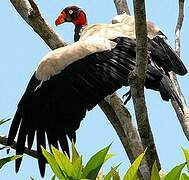 King Vulture