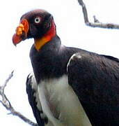 King Vulture