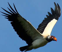 King Vulture