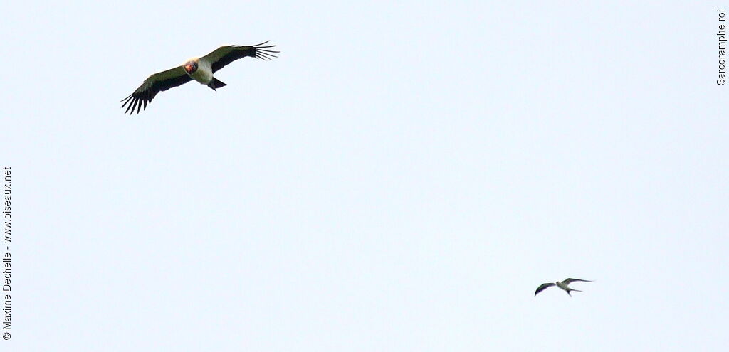 King Vulture, Flight