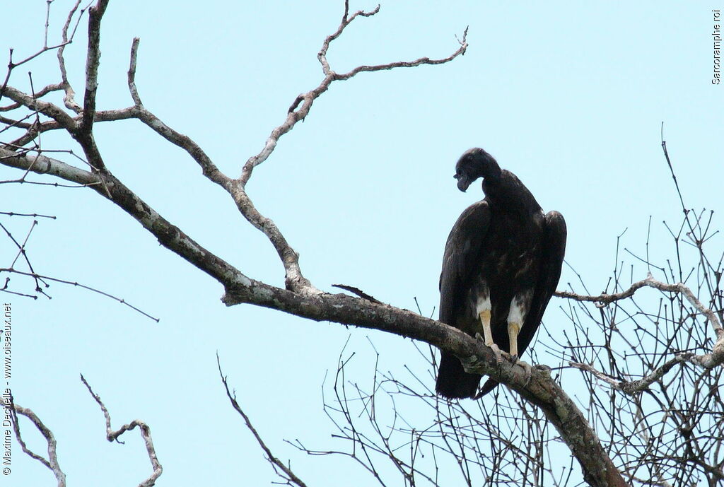 Sarcoramphe roiimmature