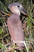 Boat-billed Heron