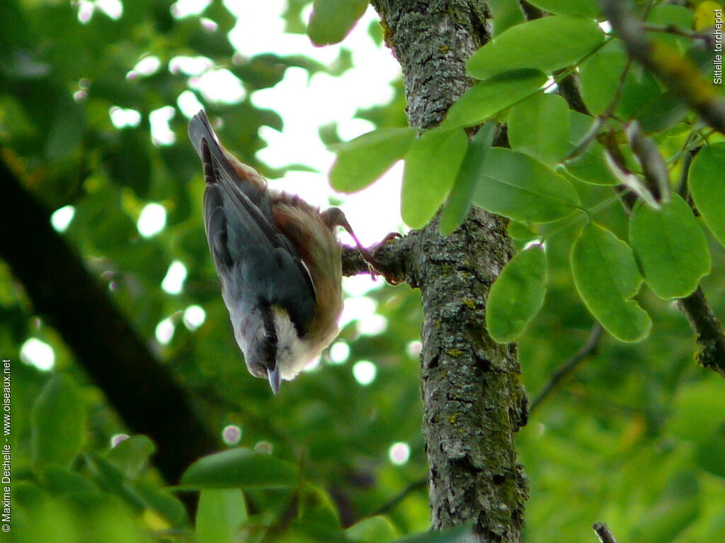 Eurasian Nuthatch