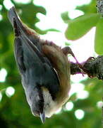 Eurasian Nuthatch