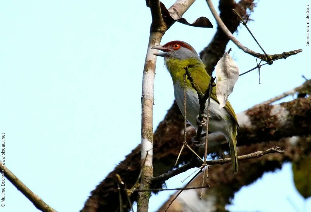 Rufous-browed Peppershrike, song