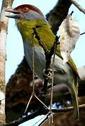 Rufous-browed Peppershrike