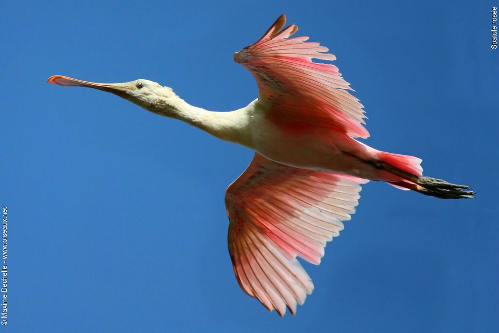 Roseate Spoonbillimmature, Flight