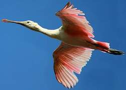 Roseate Spoonbill