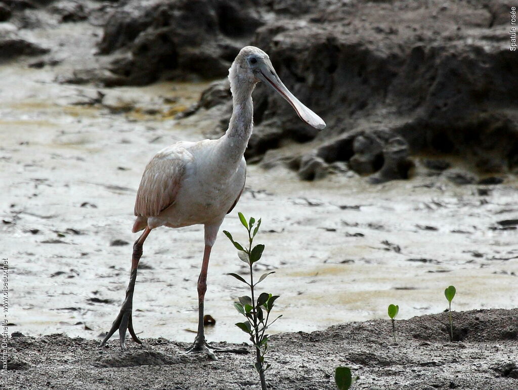 Roseate Spoonbillimmature