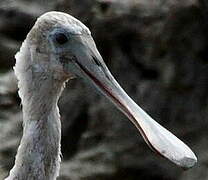 Roseate Spoonbill