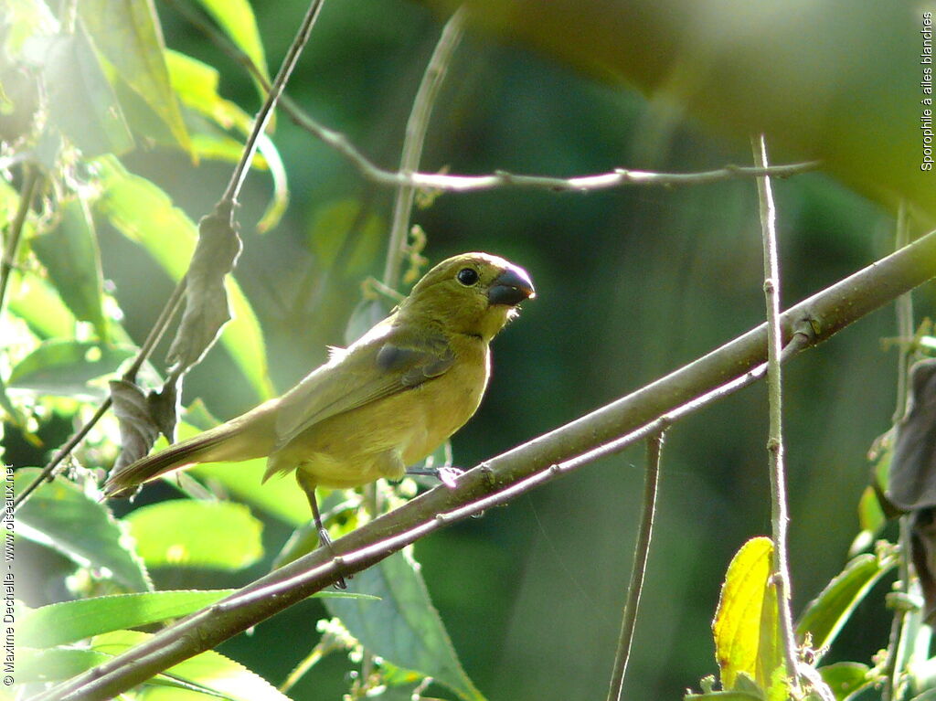 Wing-barred Seedeater female adult