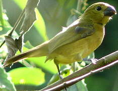 Wing-barred Seedeater