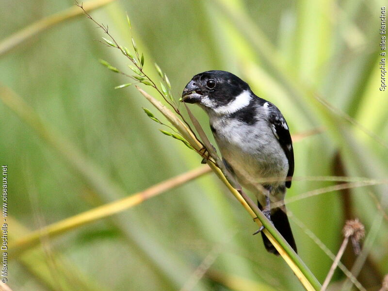 Wing-barred Seedeater male adult, identification, feeding habits